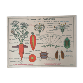 Affiche vintage scolaire MDI : Le Cerisier, Les Rosacées - La Carotte, Les Ombellifères. N2