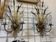 Pair of Maison Charles wall lights