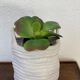White basket pot cover