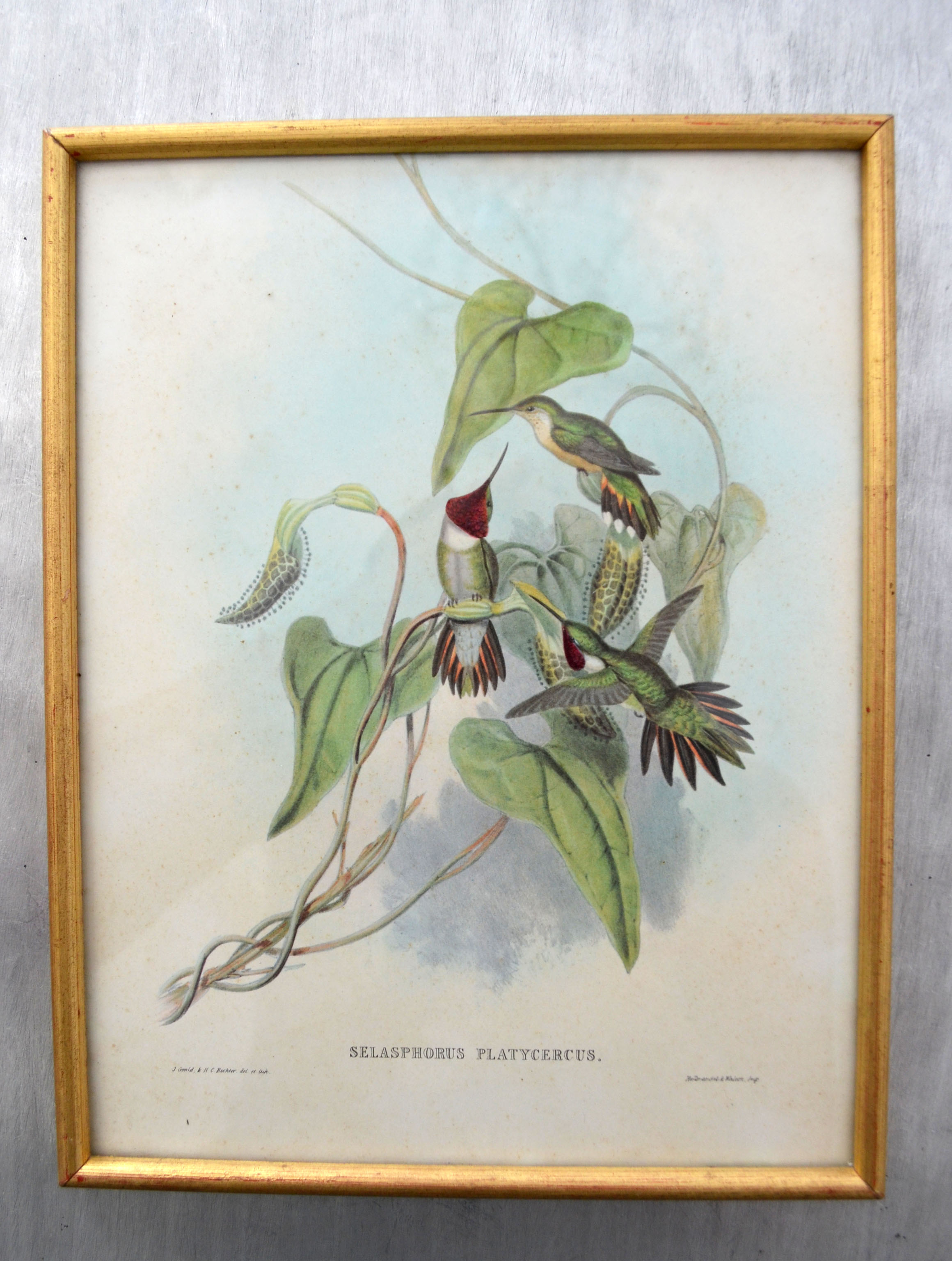 Set of 4 framed botanical and ornithological boards
