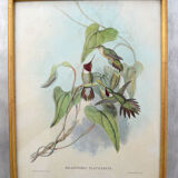 Set of 4 framed botanical and ornithological boards