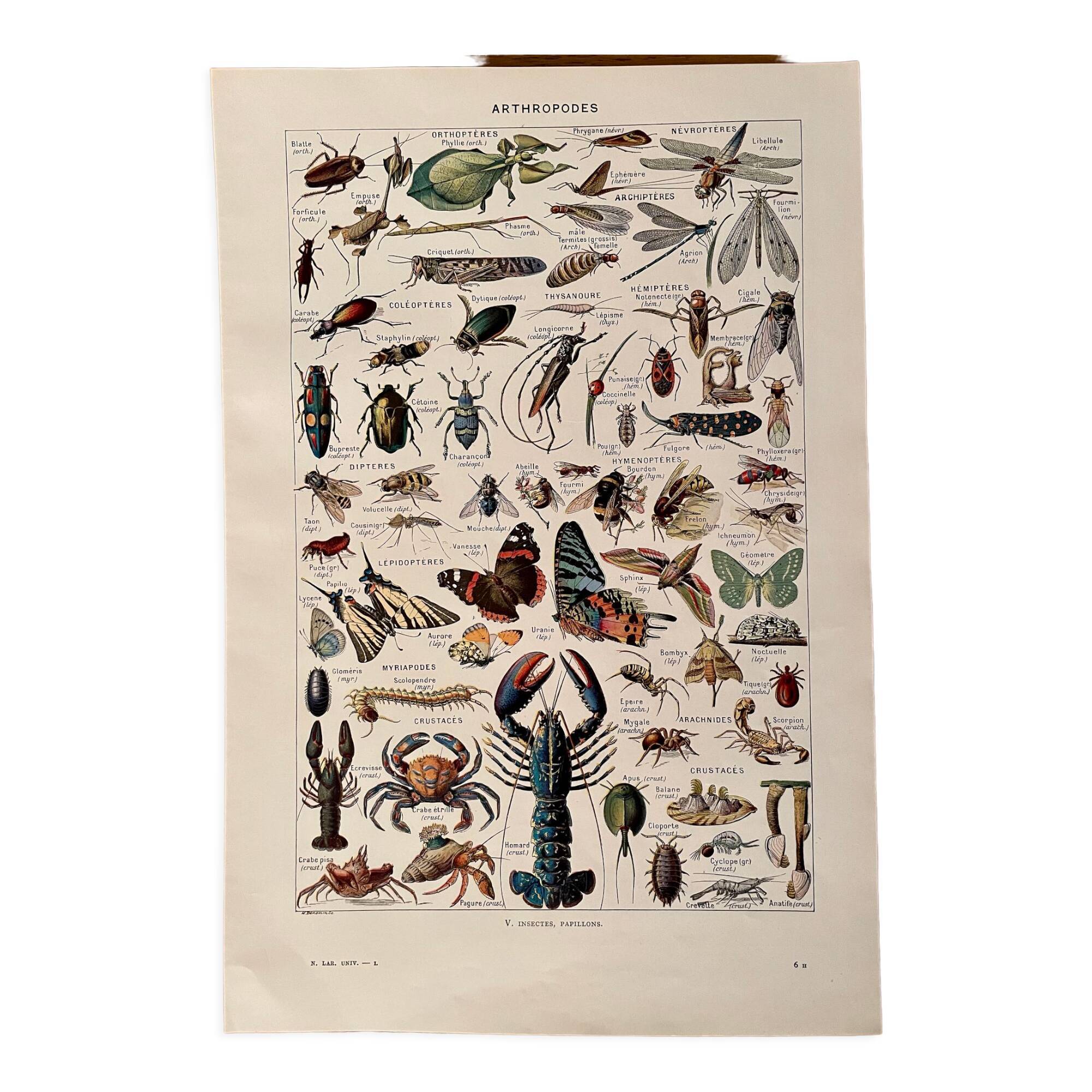 Lithographie sur les insectes, crustacés et arthropodes - 1920
