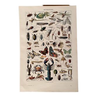 Lithographie sur les insectes, crustacés et arthropodes - 1920