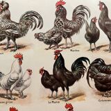 Lithograph on chickens (XXXIV) - 1920