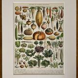 Lithograph on vegetables and vegetable plants - 1930