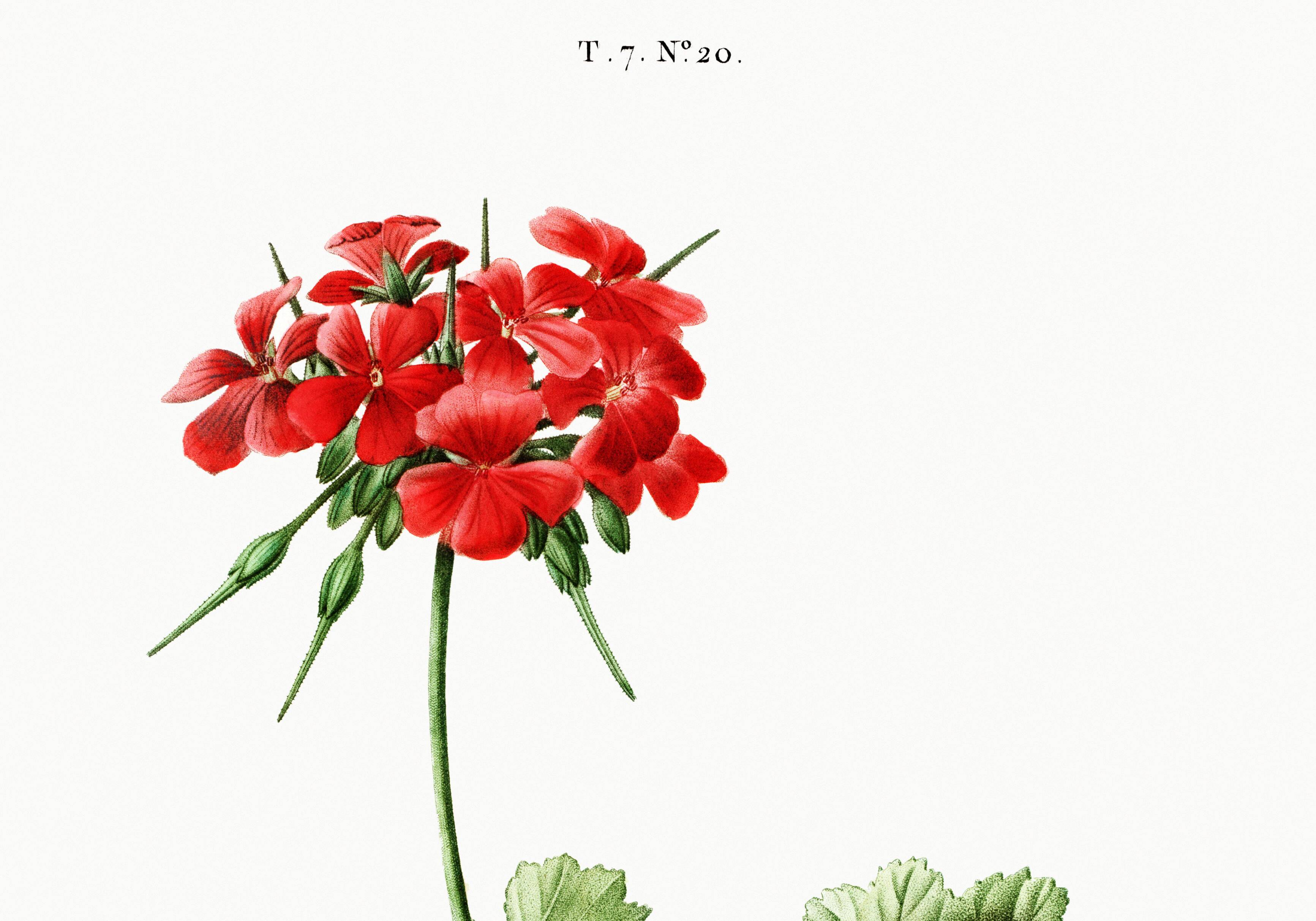 Poster about Geraniums, based on an old engraving from 1802