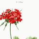 Poster about Geraniums, based on an old engraving from 1802