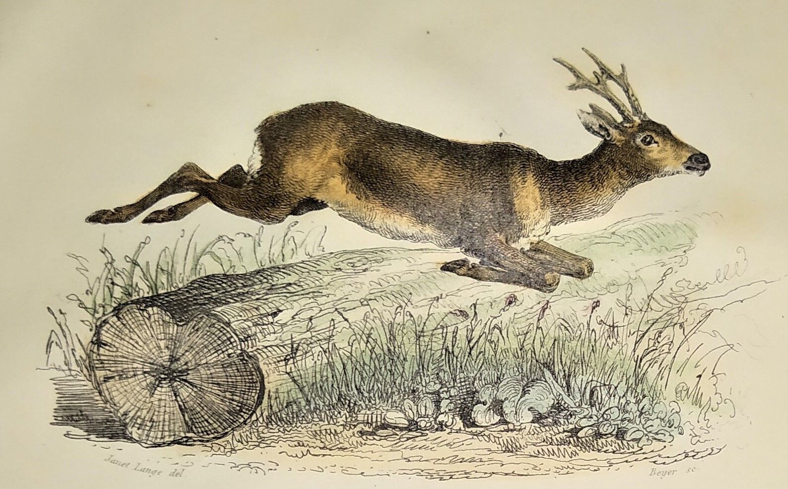 ORIGINAL ZOOLOGICAL PLATE OF 1839 " Deer, Hare,....
