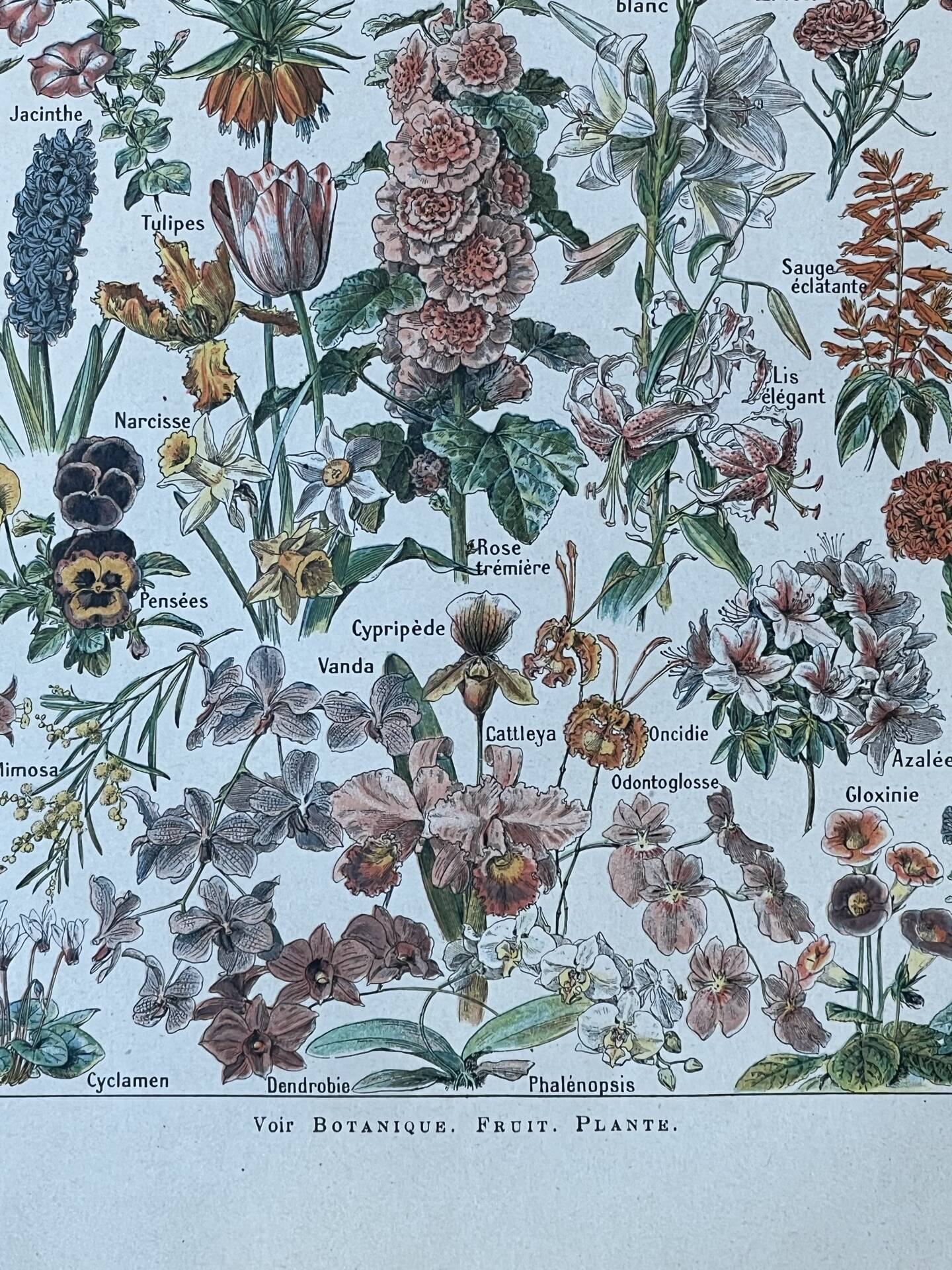 Planche botanique “Fleurs” - 29x20cm - 1922