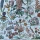 Planche botanique “Fleurs” - 29x20cm - 1922