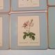 Set of 6 coasters, 6 plates coasters and 2 vintage pimpernel acrylic trivets