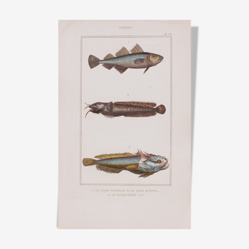 Lithography engraving vintage fish - Buffon 1850