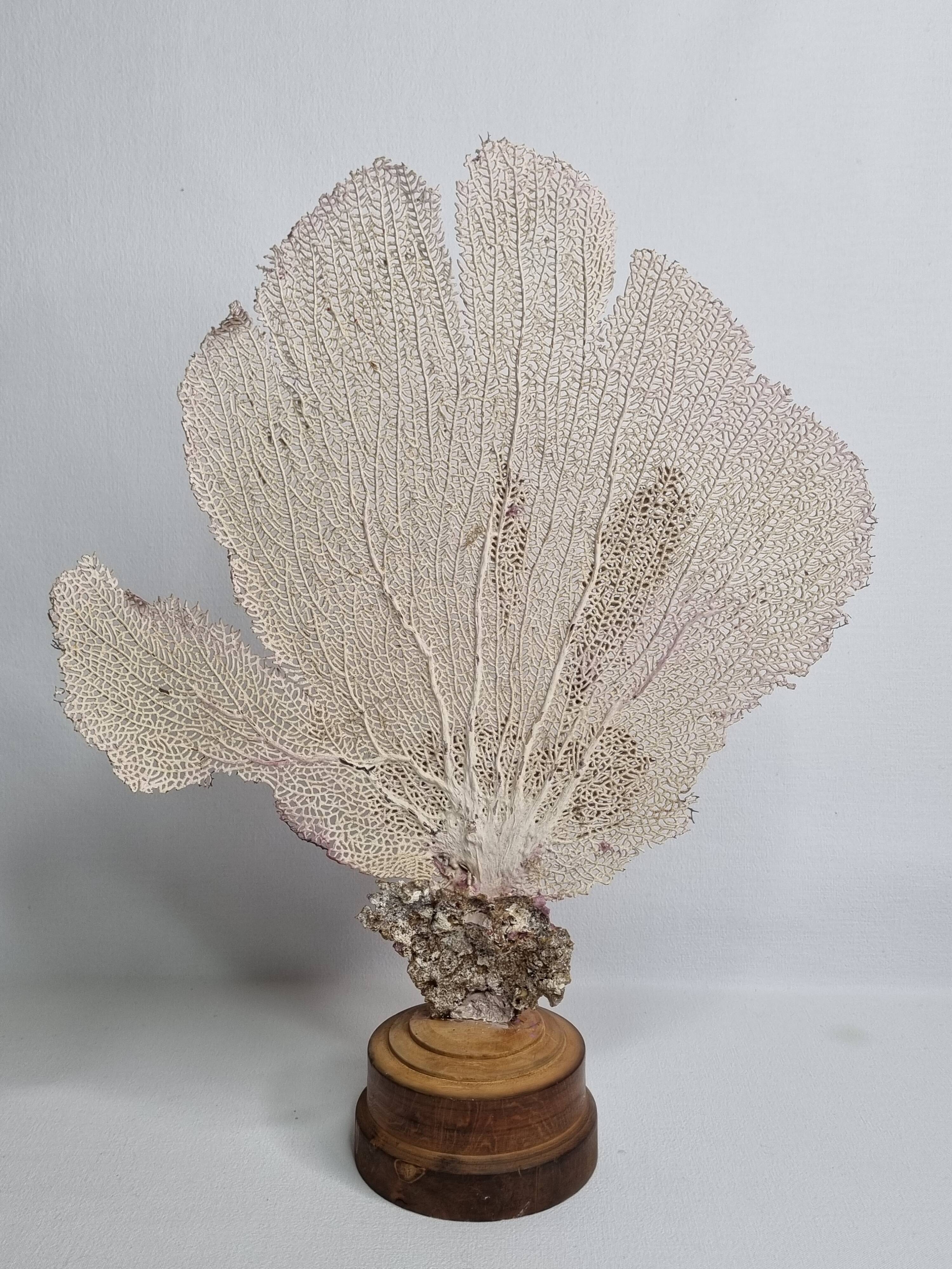 Antique Gorgonian coral, Venus fan, on solid wood base, 37 cm