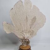 Antique gorgonian coral, Venus fan, on solid wood base, 37 cm