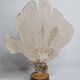 Antique Gorgonian coral, Venus fan, on solid wood base, 37 cm