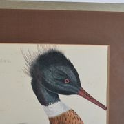 Animal lithography