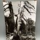 Photographie argentique Bernard Darot Les Vaincus XXe AFIAP