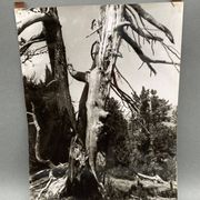 Photographie argentique Bernard Darot Les Vaincus XXe AFIAP