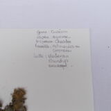 Set of 6 herbarium boards No.4