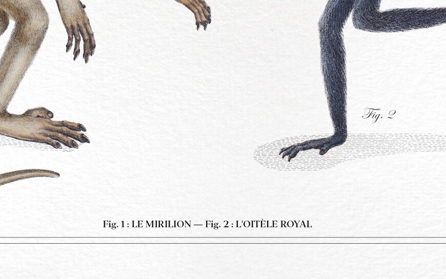 Set of 2 chimeras lithograph animal engraving