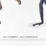 Set of 2 chimeras lithograph animal engraving