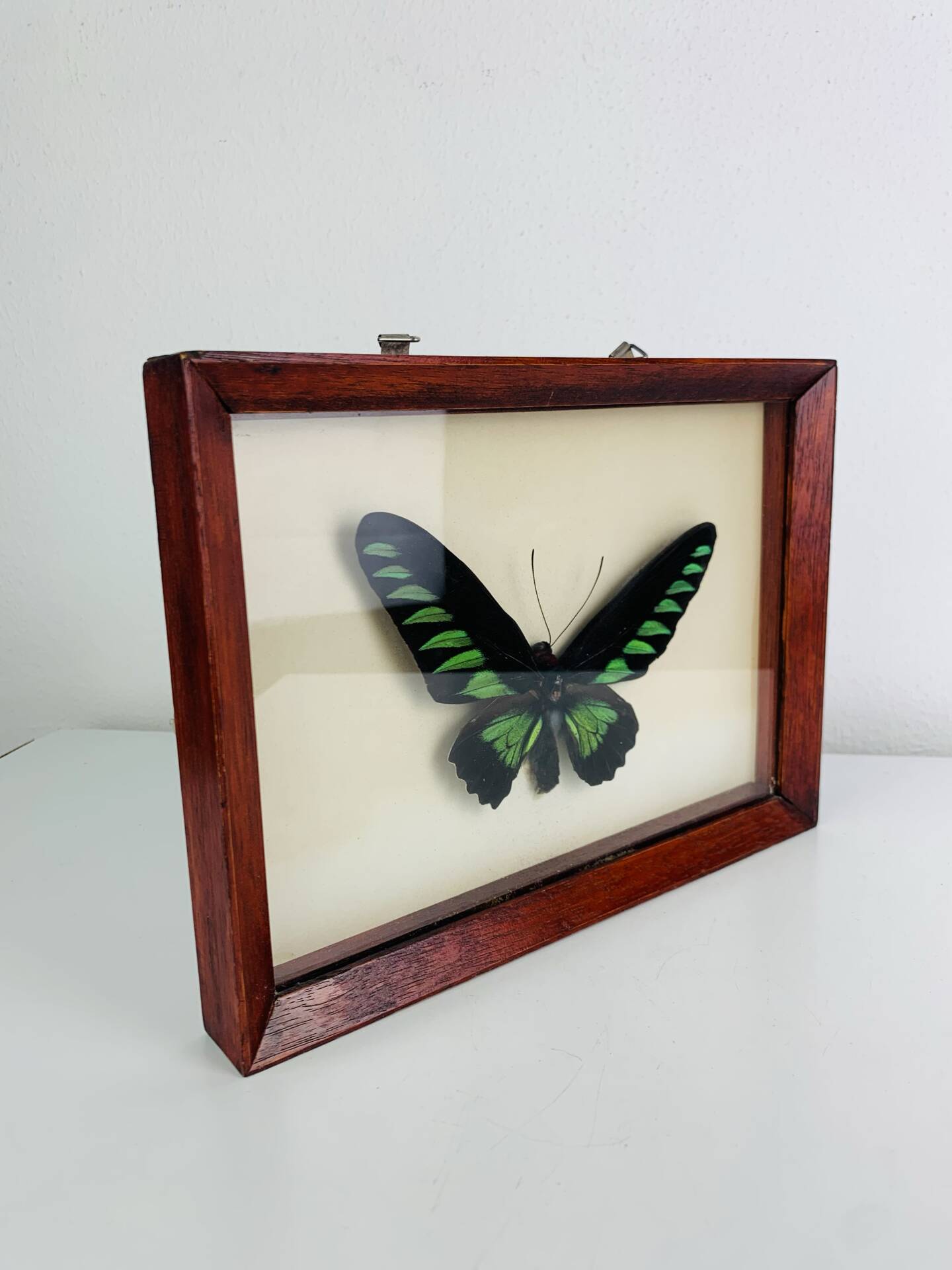 Framed butterfly Trogonoptera Drookiana, vintage