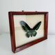 Framed butterfly Trogonoptera Drookiana, vintage