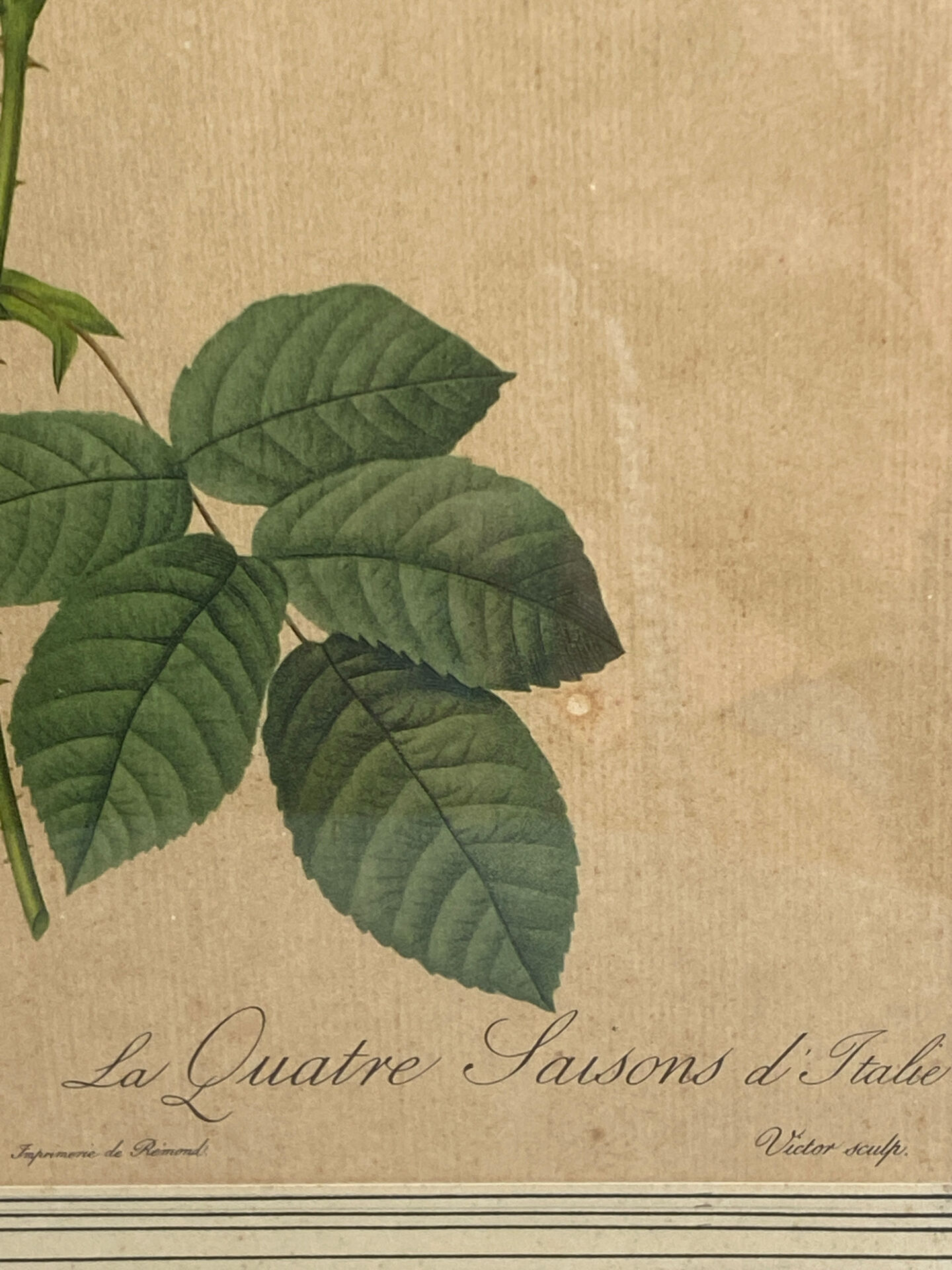 Botanical print, Rosa Damascena, by P-J Redouté