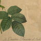 Botanical print, Rosa Damascena, by P-J Redouté