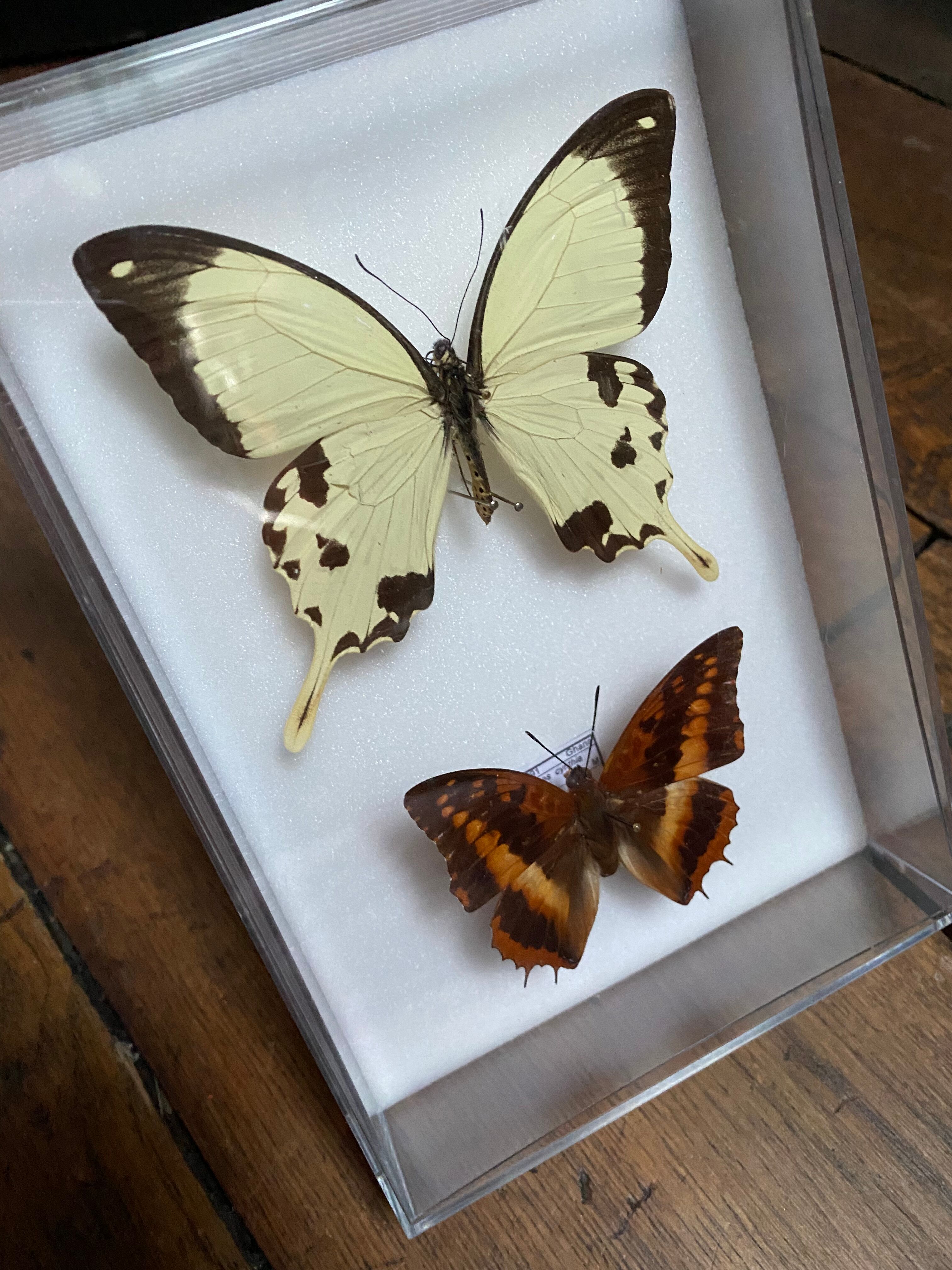 Lot of naturalized butterflies entomologist plexiglass boxes