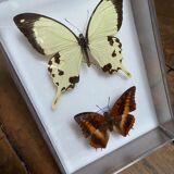 Lot of naturalized butterflies entomologist plexiglass boxes