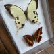 Lot de papillons naturalisés boîtes plexiglass entomologiste