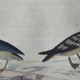 Original ornithological plate " Petrel ash - Checkerboard - Shearwater -&c... " Buffon (1837)