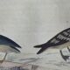 Original ornithological plate " Petrel ash - Checkerboard - Shearwater -&c... " Buffon (1837)