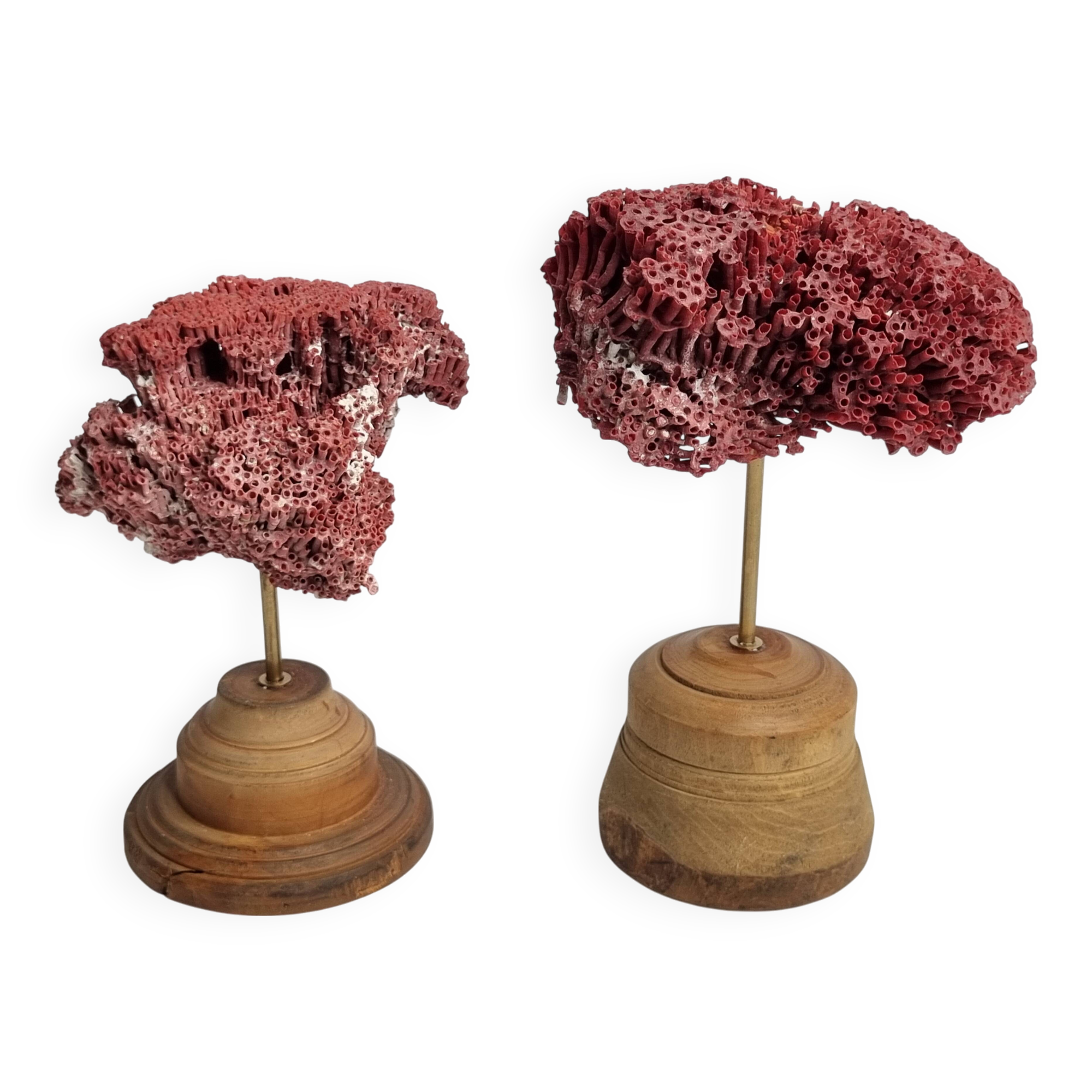 Pair of antique Tubipora musica ornamental corals on base, 17 cm