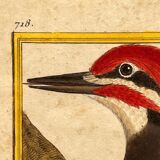 Engraving Crested Black Woodpecker from Louisiana