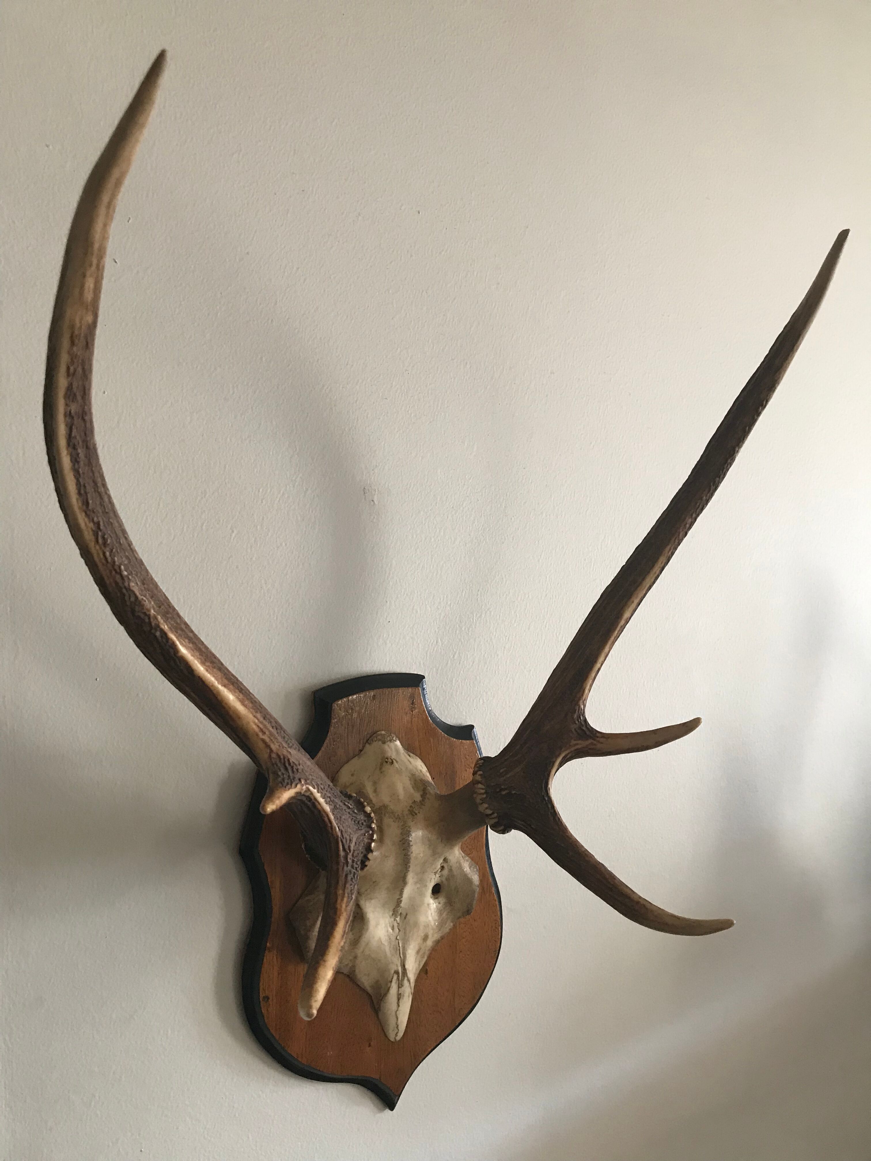 Massacre bois cerf vintage trophée chasse 6 cors