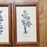 Set of 4 herbarium-type posters