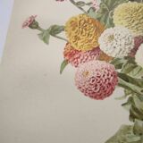 Botanical engraving from 1897 - Zinnia elegant Double Lilliput Varié - Original plate, Lithograph