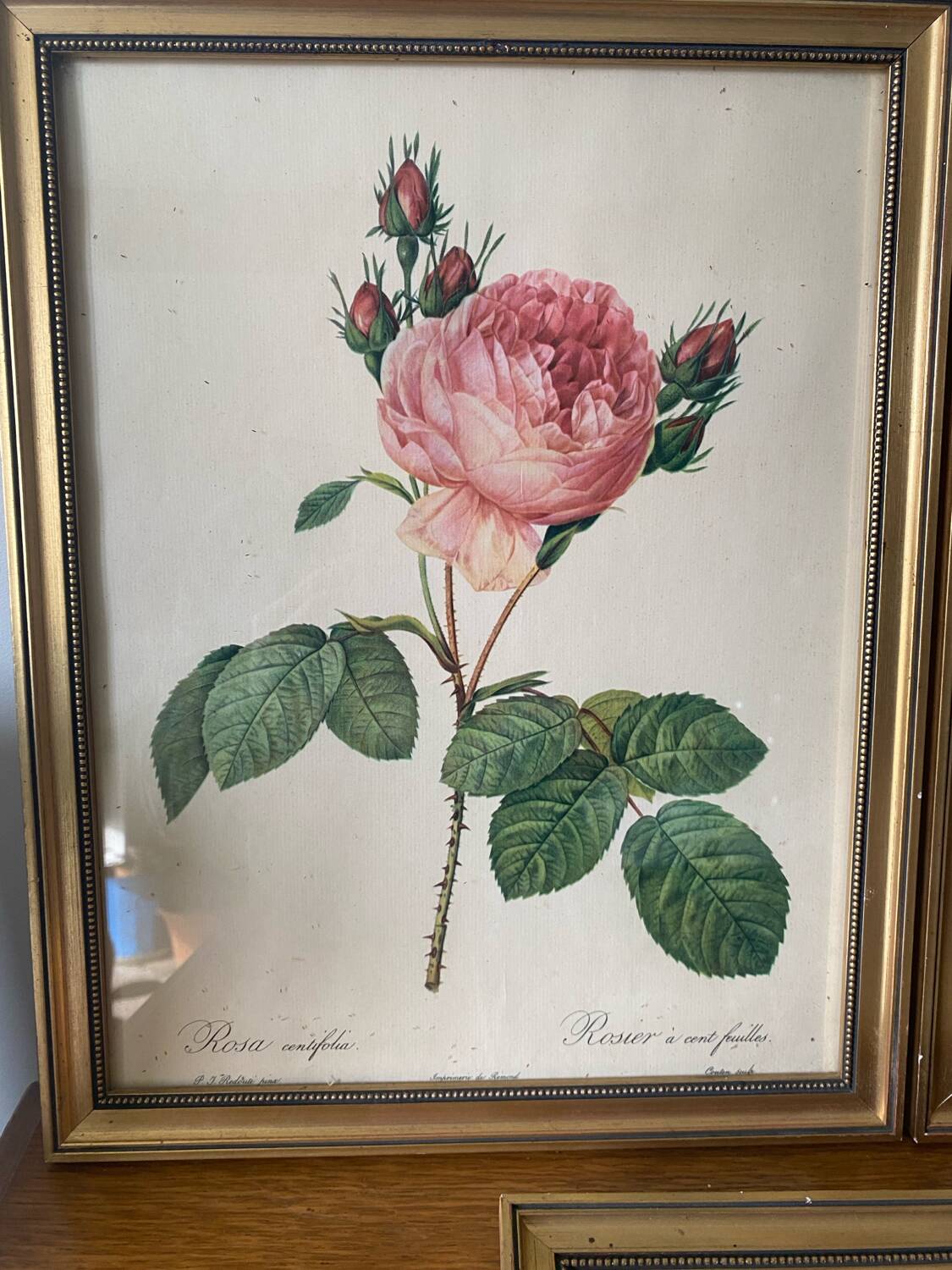 Antique lithographs by pierre joseph redouté, roses + gilded wood frame