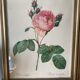 Antique lithographs by pierre joseph redouté, roses + gilded wood frame