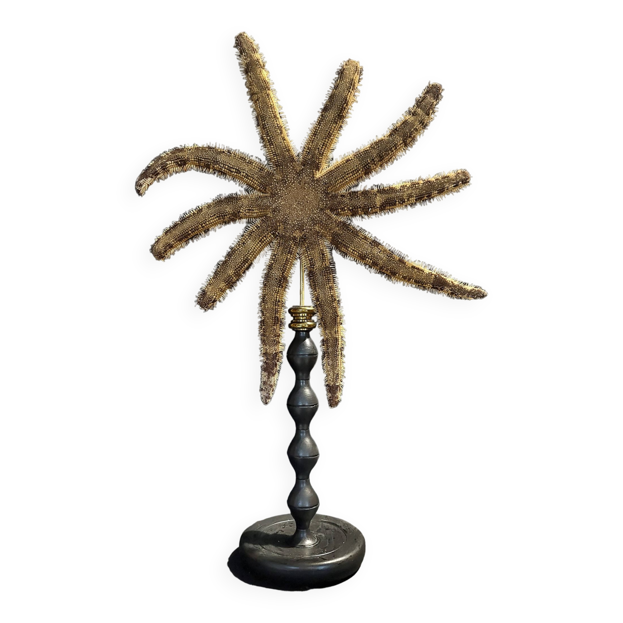 Cabinet de Curiosités étoile de mer luiduia magnifica sur socle