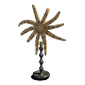 Cabinet of Curiosities starfish luiduia magnifica on base