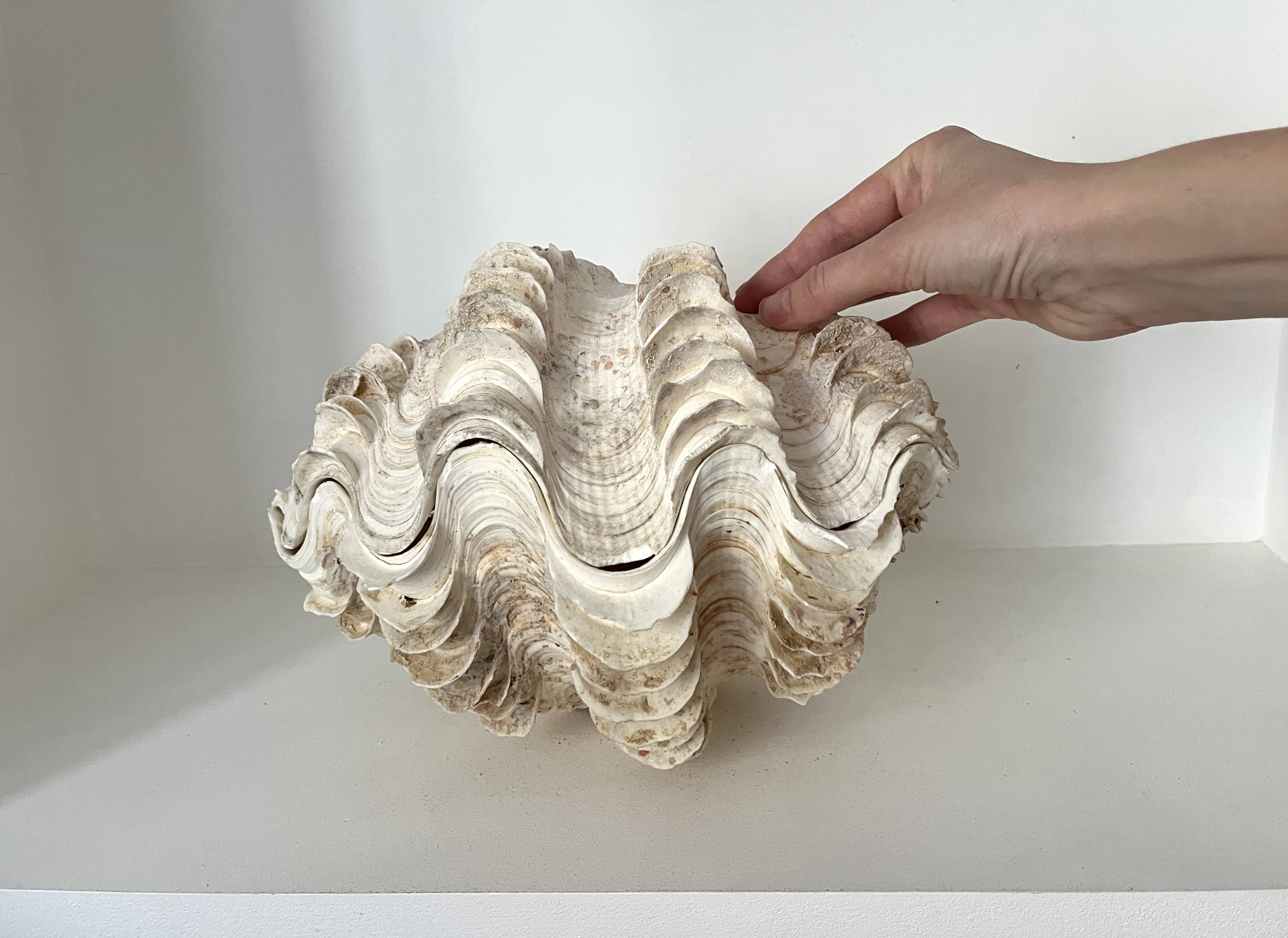 Authentic vintage giant bivalve shell, tridacna gigas shell.