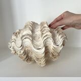 Authentic vintage giant bivalve shell, tridacna gigas shell.