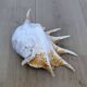 Great Shell – Giant Scallop Lambis truncata - Exceptional 37 cm