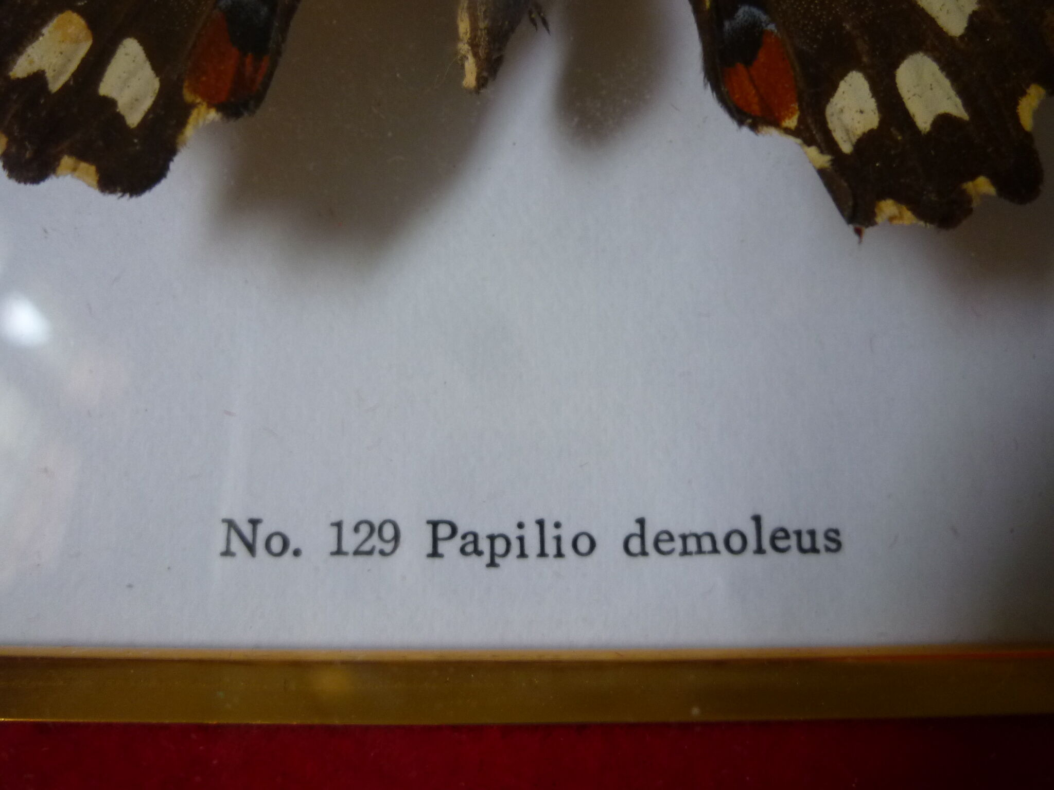 Butterfly under glass