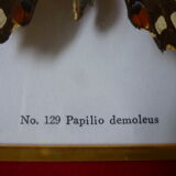 Butterfly under glass