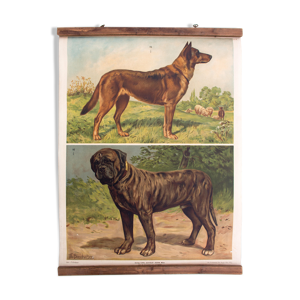 Affiche pédagogique chiens, 1897