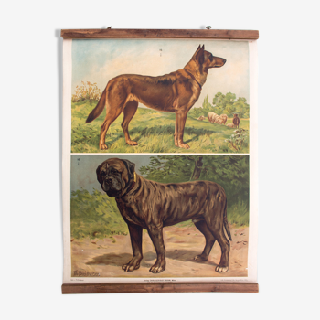 Dogs Educational Poster, 1897